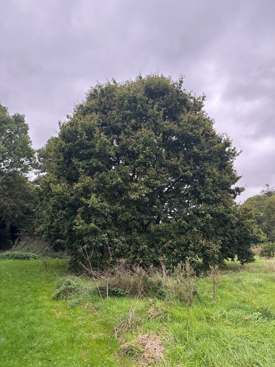 This is a mature pedunculate oak (Quercus robur), a large deciduous tree with a thick central trunk, wide-spreading branches, and a broad, dense, rounded canopy exceeding 12 m in spread. It bears lobed green leaves with rounded sinuses and small developing acorns on the twigs. The tree is in good condition with dense dark green foliage.