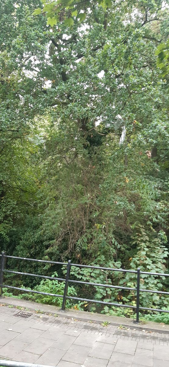 A photograph contributed to the Trail