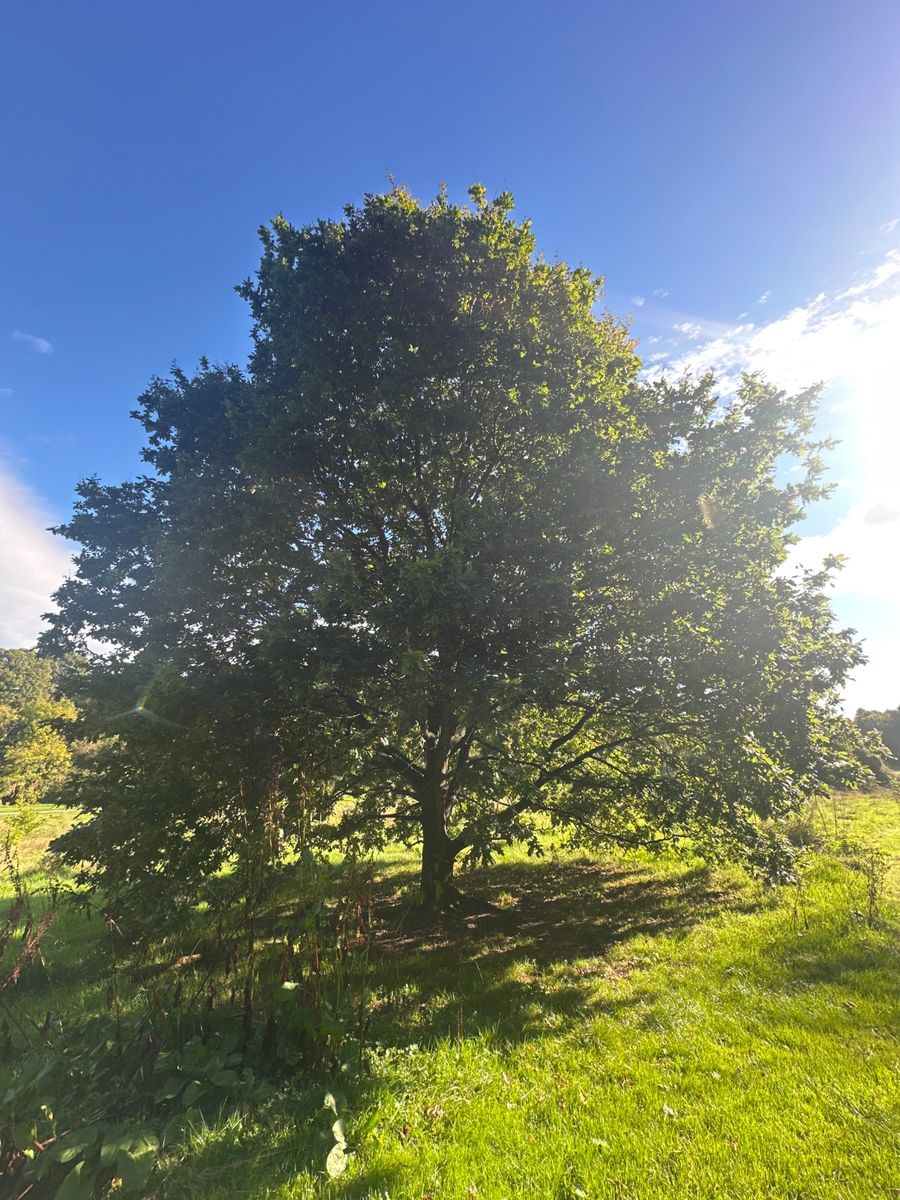 This is a mature oak (Quercus), a large deciduous tree with a thick central trunk, wide-spreading branches, and a broad, dense, rounded canopy exceeding 12 m in spread. It bears lobed green leaves with prominent veins and rounded sinuses, along with some yellowing, dark spots, minor edge damage, and small developing acorns on the twigs. The tree is in good condition overall with dense branching and foliage.