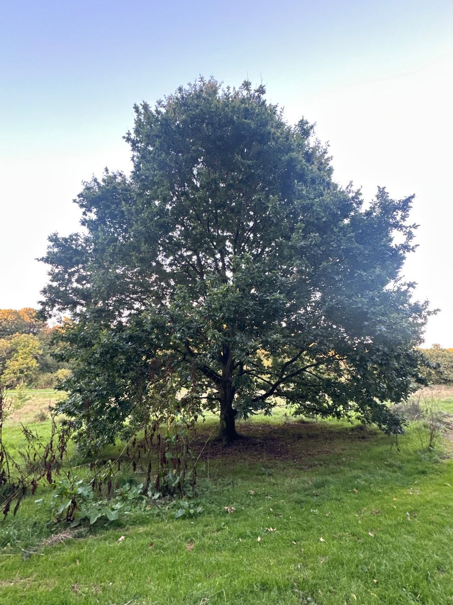 This is a mature oak (Quercus), a large deciduous tree with a thick central trunk, wide-spreading branches, and a broad, dense, rounded canopy exceeding 12 m in spread. It bears lobed green leaves with prominent veins and rounded sinuses, along with some yellowing, dark spots, minor edge damage, and small developing acorns on the twigs. The tree is in good condition overall with dense branching and foliage.