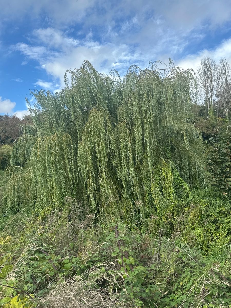 A photograph contributed to the Trail