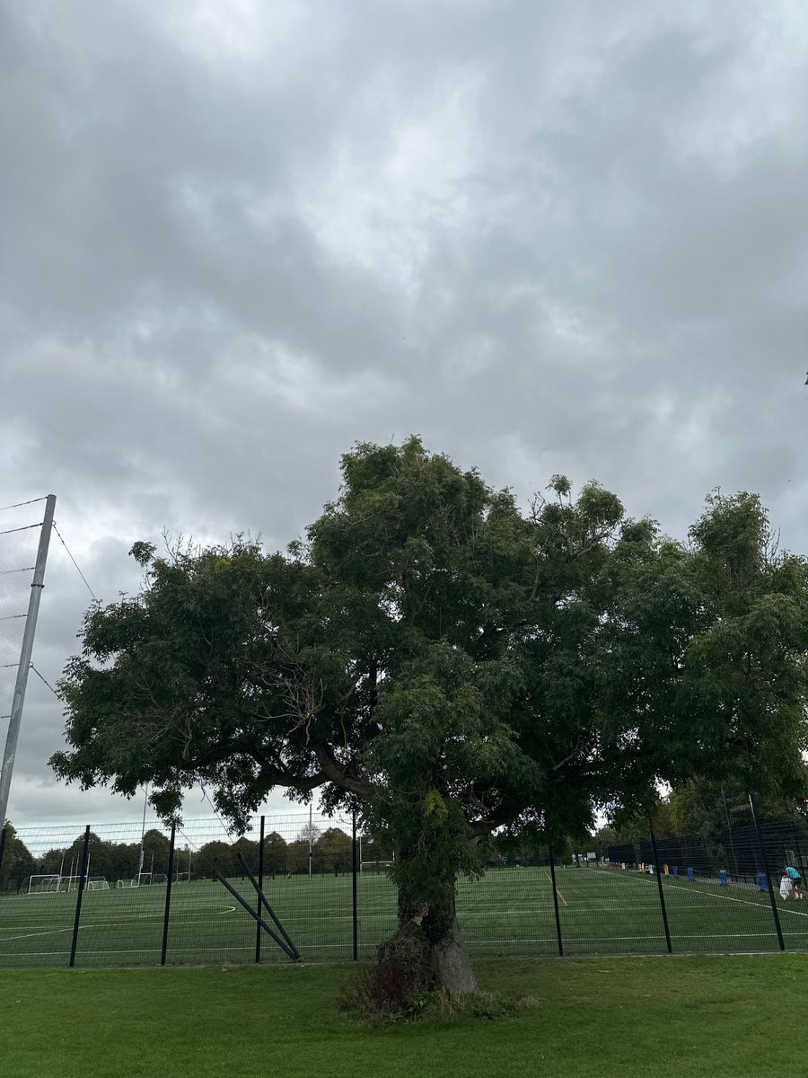 This is a mature English Oak (Quercus robur) with a thick trunk and multi-stemmed form. It reaches approximately 15-20 meters in height with a spread greater than 12 meters and features a broad spreading canopy. The tree is in good condition.