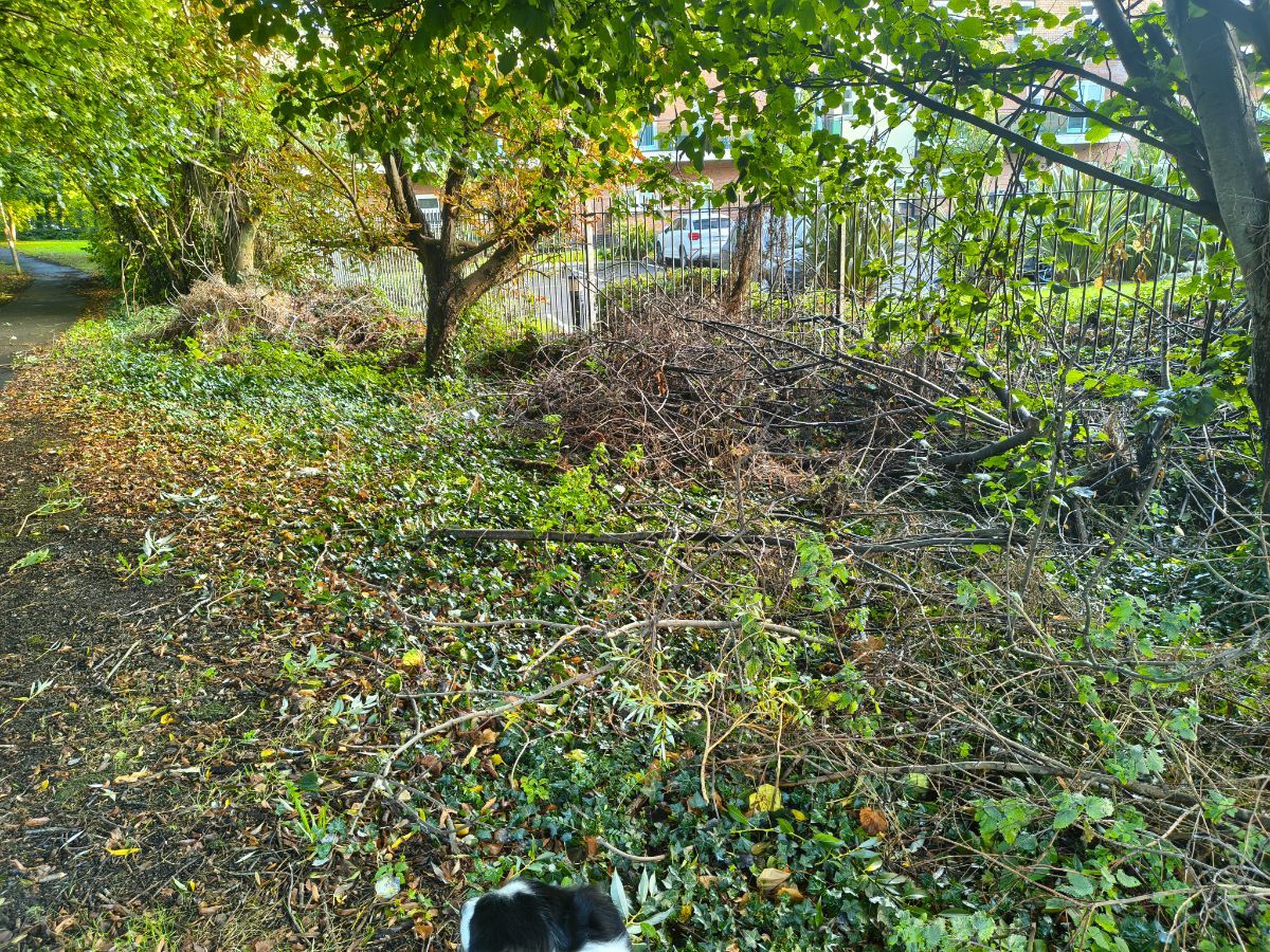 There are a load of branches that were trimmed from trees just left behind / The management company of Saint Werburghs cut any overhanging branches at the start of the summer dropped them into the public area