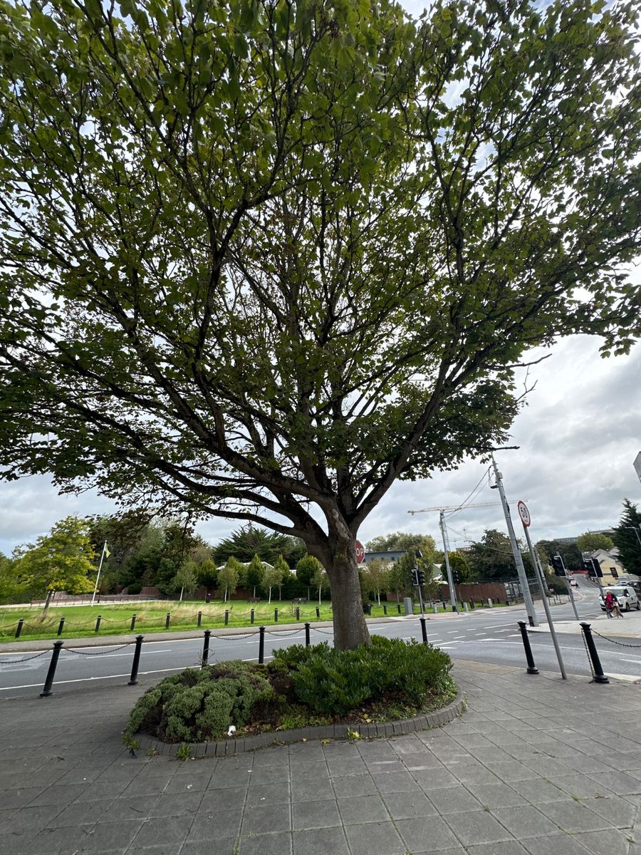 The tree is a large mature deciduous species with a broad rounded canopy exceeding 12 meters in spread and reaching heights of 15-20 meters or more. It has a single thick central trunk with grayish textured bark, along with multiple heavy spreading branches that support dense green foliage of lobed leaves. The tree is in good condition.